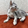 サバトラ好き必見！クールに甘えるませ猫❤ホタル サムネイル3