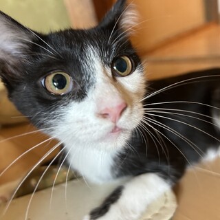 遊ぶの大好き！クロミちゃん