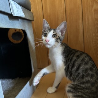 人と触れ合うの大好ききららちゃん