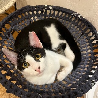 【9/22⭐️堺東にて譲渡会】参加猫ともちゃん