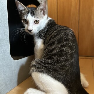 5兄妹の甘えん坊さん♪ことちゃん