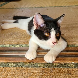 落ち着いたお姉さん女子あおいちゃん♪