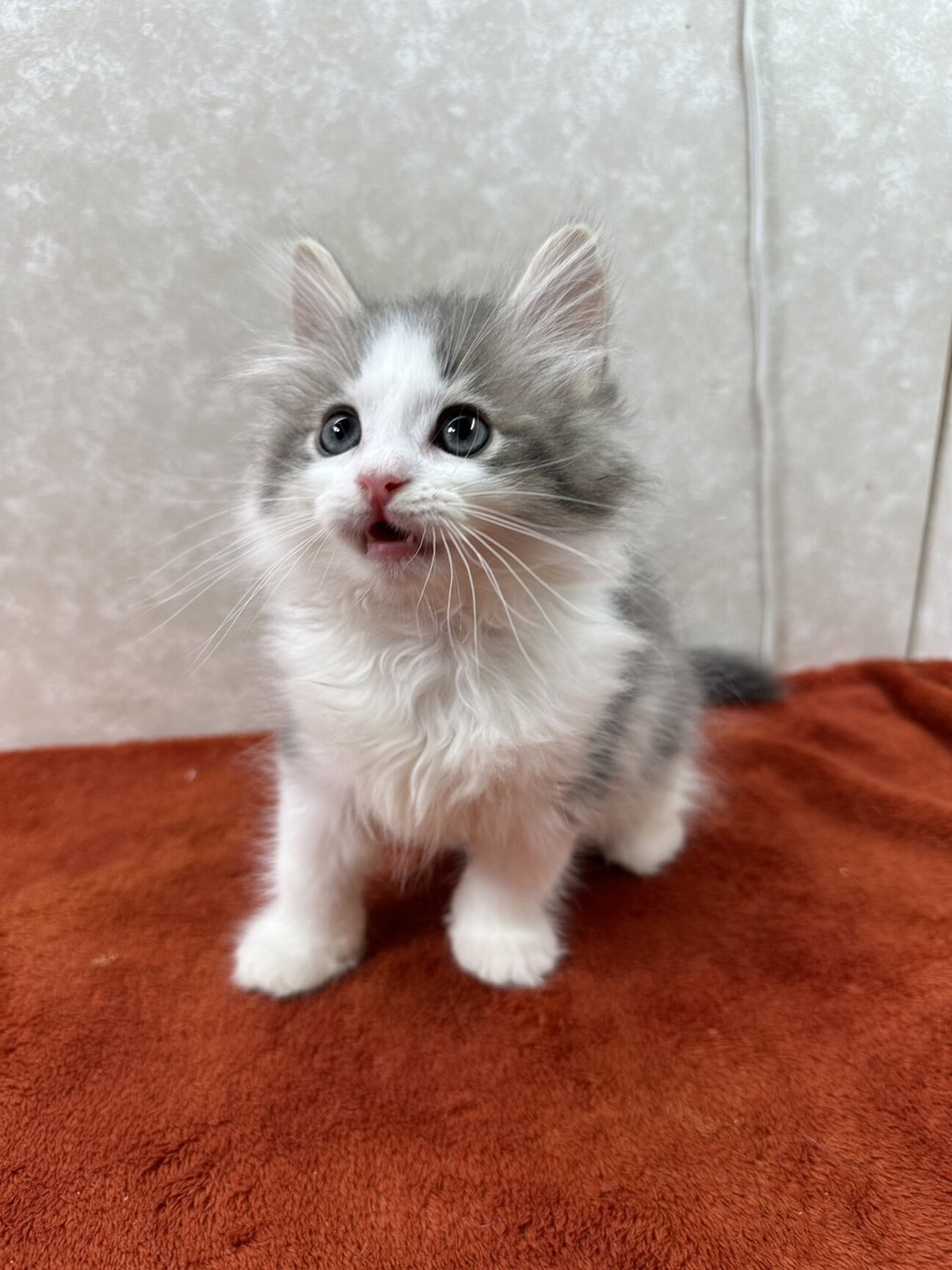 希少♦️猫脚　アンティーク♦️ジュエリーボックス♦️シルバー×ロイヤルブルー♦️送料込 アンティーク ジュエリーボックス | フランスヴィンテージ 猫足の