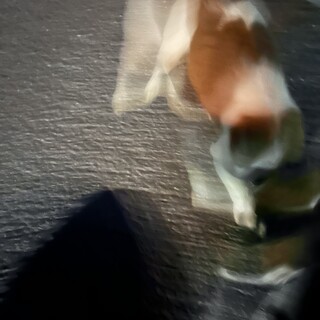 3歳のとてもいい子です。