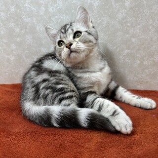 アメショ3兄弟！転勤の為大至急里親募集❤ポパイ