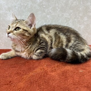 アメショ3兄弟！転勤の為大至急里親募集❤オリーブ