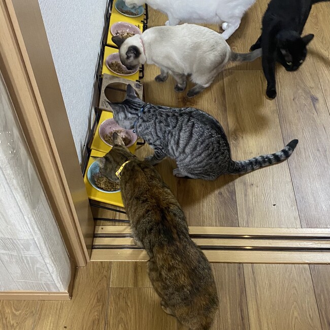 6ニャンズママのカバー写真