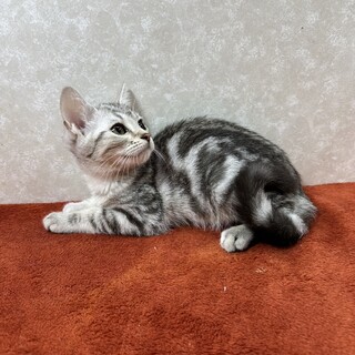 アメショ3兄弟！転勤の為大至急里親募集❤ブルート