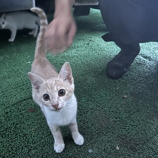 3ヶ月のかわいい茶白ちゃん