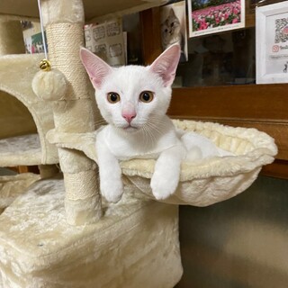 人間大好き3ヶ月の白猫くん