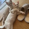 人間大好き3ヶ月の白猫くん サムネイル4