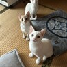 人間大好き3ヶ月の白猫くん サムネイル5