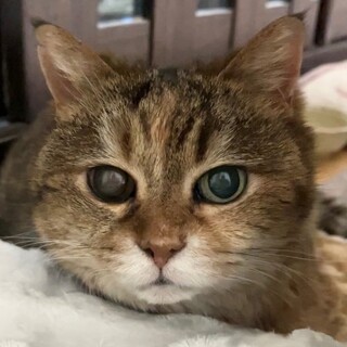 おばあちゃんだって幸せになりたい・まるまるちゃん