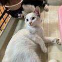 ブルーベリー園内で保護しました。仮名メリーちゃん