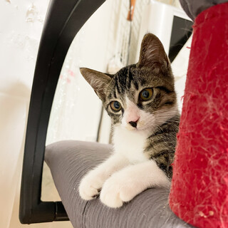 【11/17芝浦】好奇心旺盛なトイストーリー兄妹