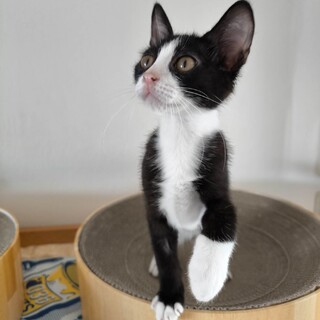 【9/29芝浦】人馴れ子猫☆ナデナデ大好き兄妹