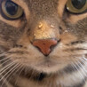 あさねこちゃん