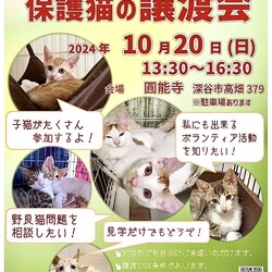 ～保護猫譲渡会～byもひかん王国