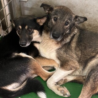 大人しい男の子ヘンリーくん❗️安心できる居場所を