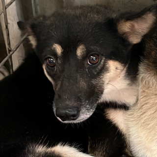 可愛いソルくん❗️怖がりさんです