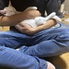 人間大好き3ヶ月の白猫くん サムネイル3