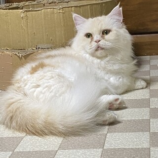 甘えたいクリームちゃんに愛の手を