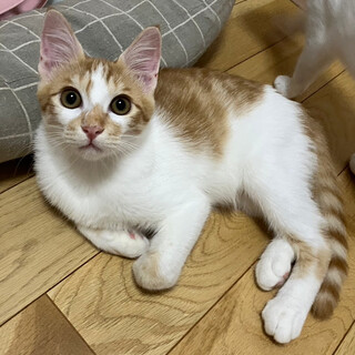 ☆甘えん坊のイケにゃん茶白くん☆