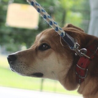 優しい瞳をした雪花(せっか)ちゃん