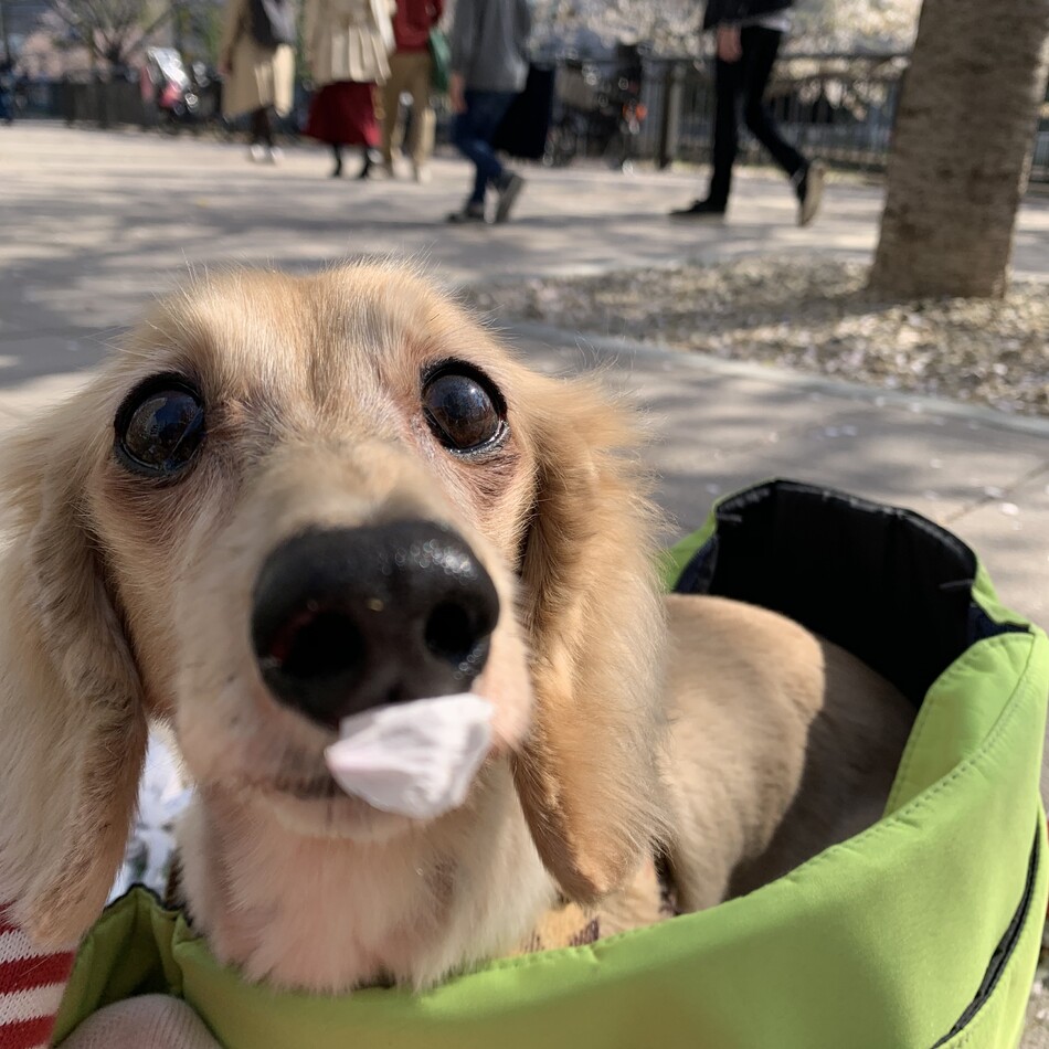 かのんのカバー写真