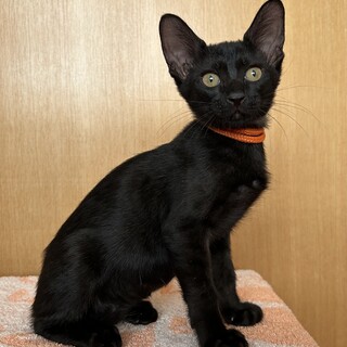 2ヶ月半　黒猫　人懐こい　クロちゃん