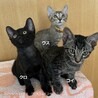 2ヶ月半　黒猫　人懐こい　クロちゃん サムネイル2
