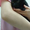 2ヶ月半　黒猫　人懐こい　クロちゃん サムネイル3