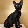 2ヶ月半　黒猫　人懐こい　クロちゃん サムネイル4