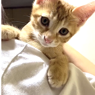 きれいめ茶トラ女子　膝乗り甘えん坊の　ラッキー