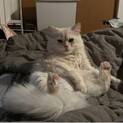 撫でられる大好き