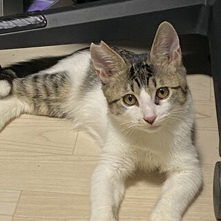 シロキジのカンタ