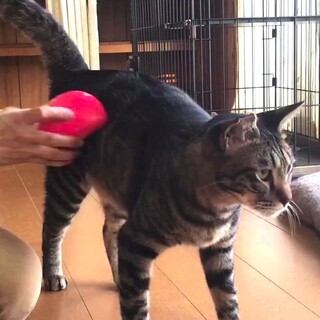 抱っこ大好き尾長のロンくん