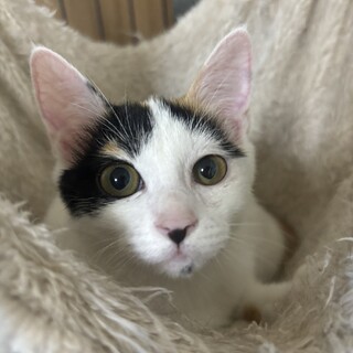 三毛猫のあられちゃん