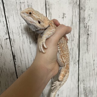 可愛がってくれる方