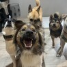 天然おとぼけボーイ♡Cisco サムネイル2