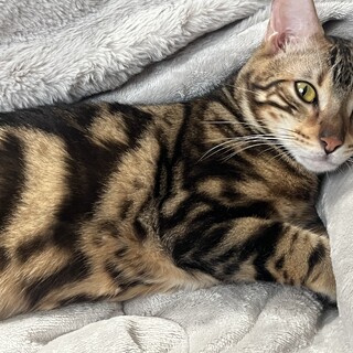 遊ぶの大好きでとってもいい子です