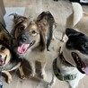 天然おとぼけボーイ♡Cisco サムネイル6