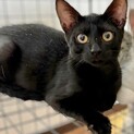 ツヤツヤ黒猫　テオくん