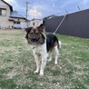 天然おとぼけボーイ♡Cisco サムネイル7