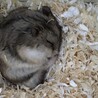 はみーファースト