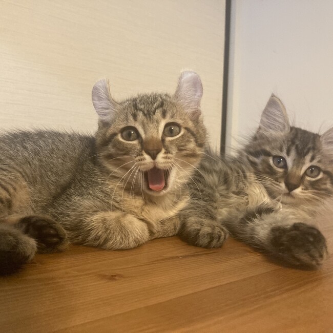 よゆかのカバー写真