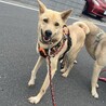 おしとやか美人のHuraちゃん