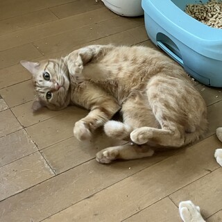 甘えん坊茶トラ男の子