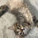 人懐っこいモフモフのブラザーズ！の添い寝ネコ！