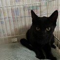 保護猫　３ヶ月　黒猫